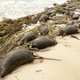 Illustration for article titled Tons of bloated rat carcasses drift ashore in wake of Hurricane Isaac